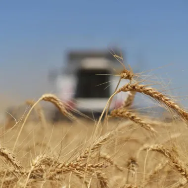 Почему страны Восточной Европы запрещают ввоз украинских сельхозпродуктов?