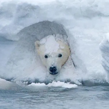Каким может быть новый мировой порядок в Арктике?