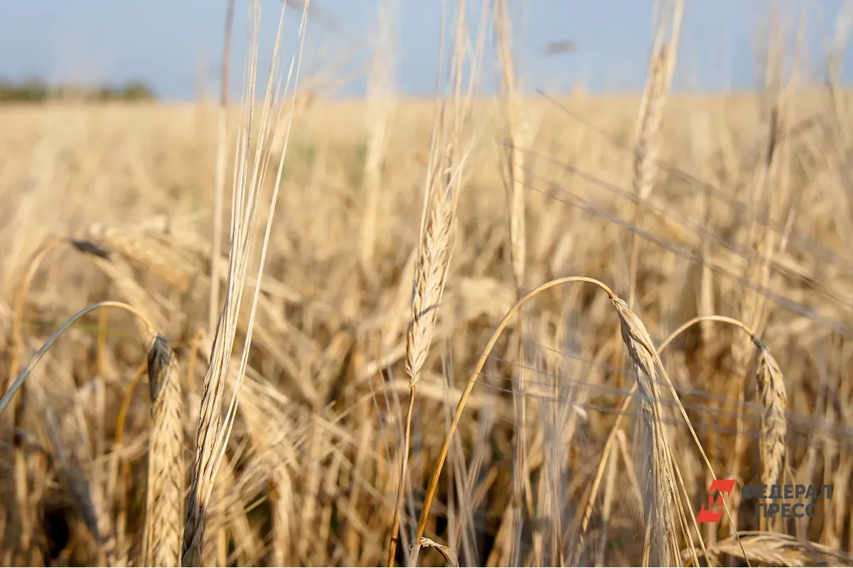 Эксперты прокомментировали запрет ряда стран ЕС на ввоз зерна из Украины