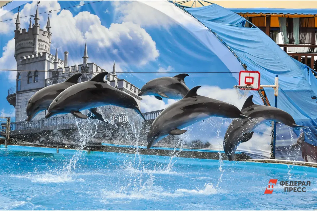 В Госдуме приняли Закон о запрете вылова дельфинов 