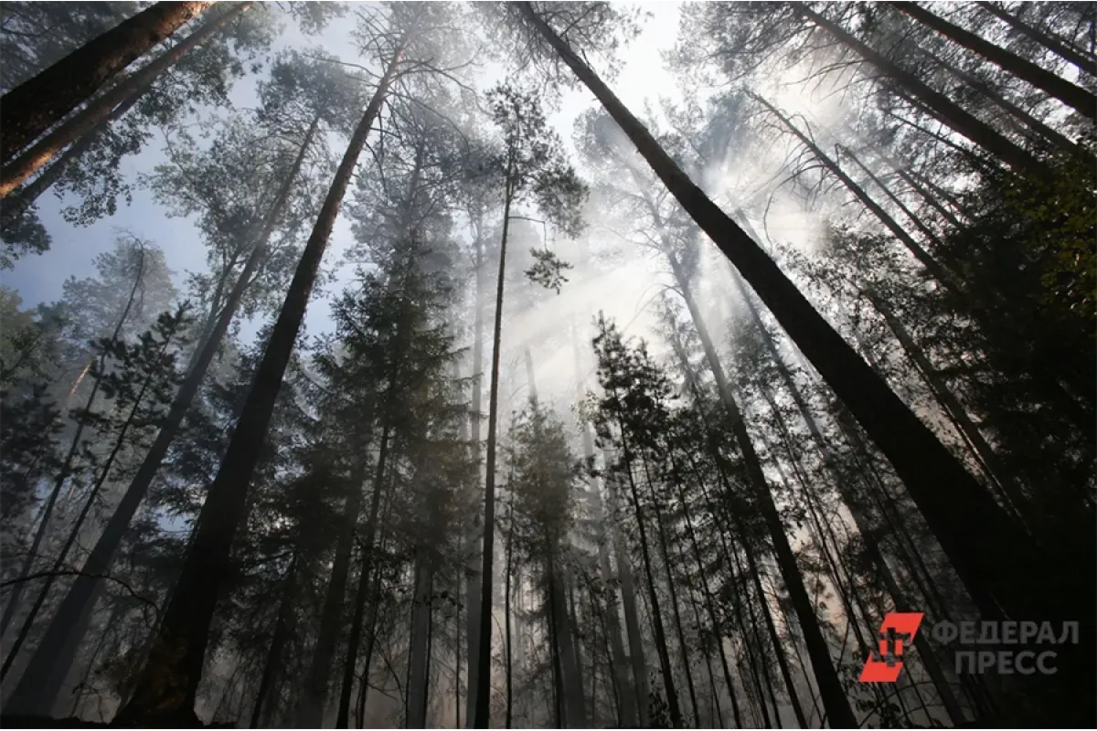 Площадь российских лесов за год увеличилась на 458,5 тыс. га