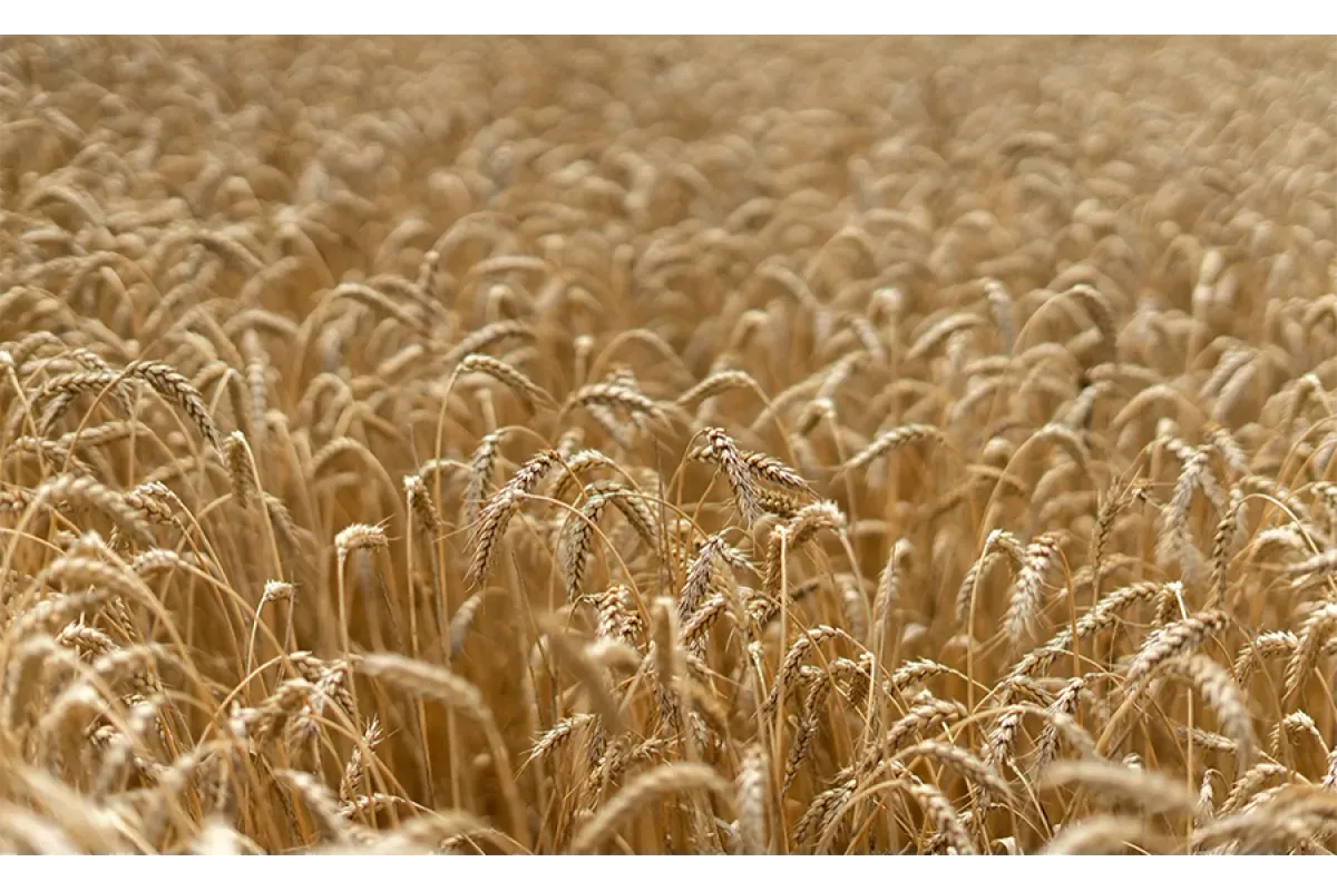 Bloomberg: Египет нашел замену РФ по поставкам пшеницы