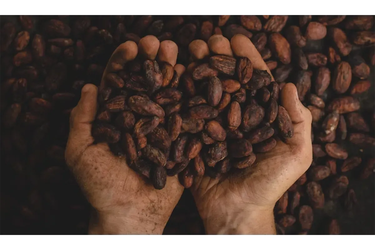 Цены на шоколад будут расти из-за подорожания какао
