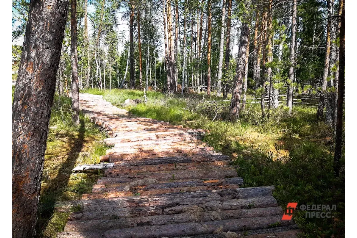 Приморский край перевыполнил план по лесовосстановлению