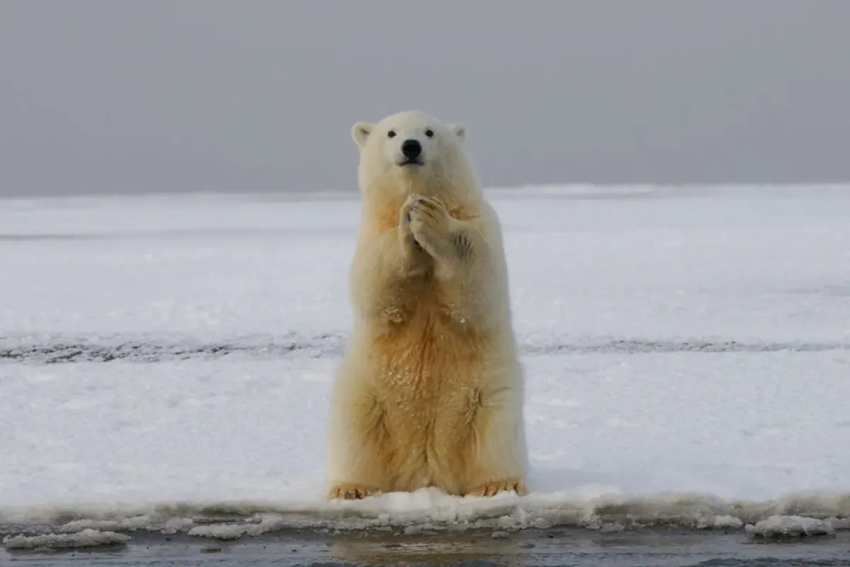 ПОРА: Будущее Арктики – в межэкспертном взаимодействии 