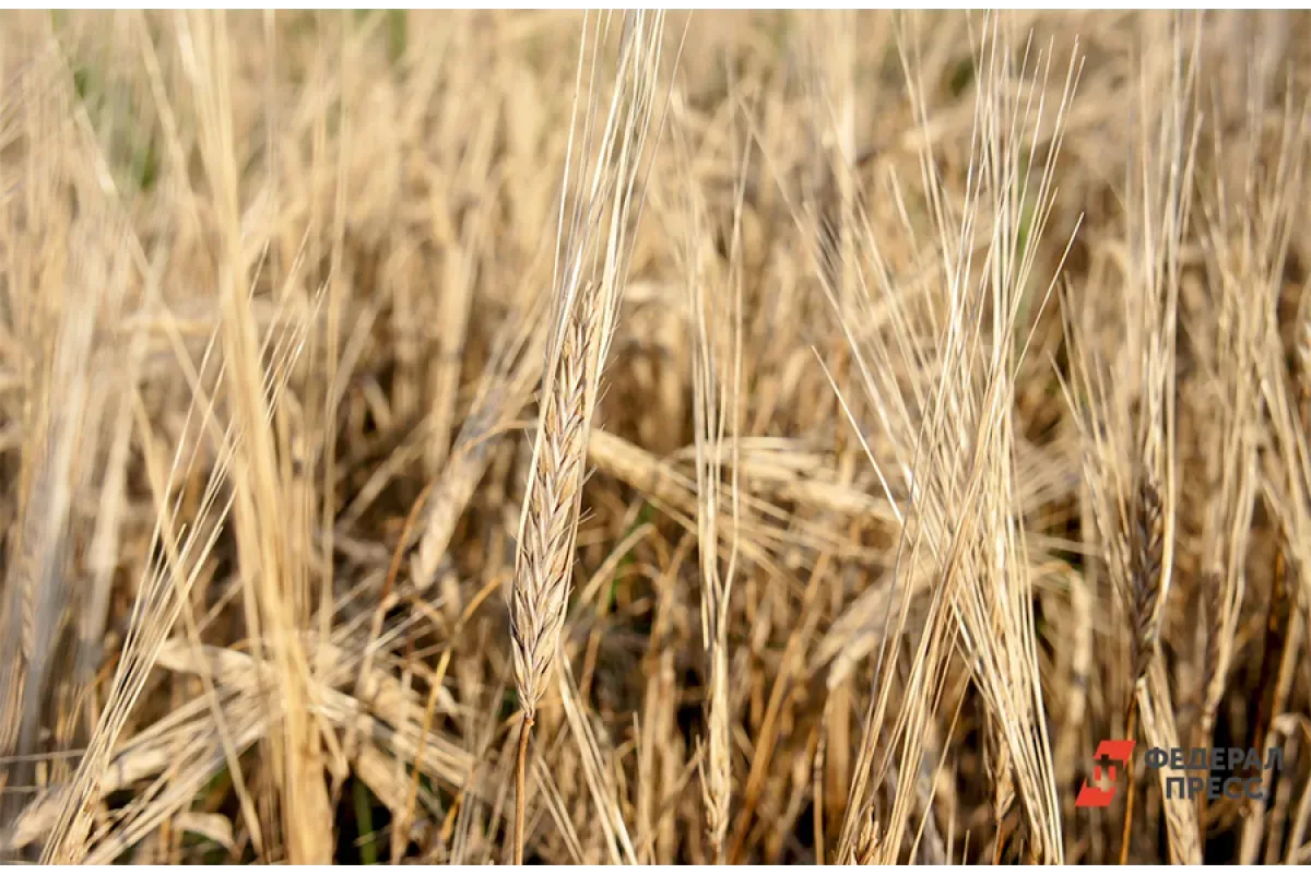 Минсельхоз: урожай зерна в РФ в 2023 году составил 147 млн тонн